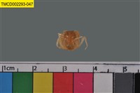 藏品(短指和尚蟹)的圖片